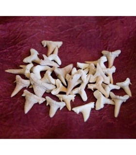 Dente fossile di squalo - 1 cm - deserto del Sahara - novità