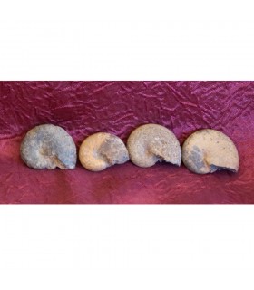 Deserto di fossili - 3cm - amonite del Sahara - novità