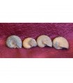 Fossil Ammonite - 3 cm - Sahara Desert - NEW