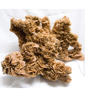 Rose von der Wüste der Sahara - Einzelstück - Riese