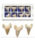 Dent de fossiles de requin - 5 cm - désert du Sahara - nouveauté