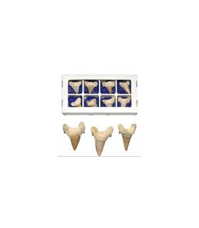 Dent de fossiles de requin - 5 cm - désert du Sahara - nouveauté