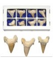 Fossil Shark Tooth - 5 cm - Sahara Desert - NEW