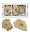 Fossil Shark Tooth Matrix - 12 cm - Sahara Desert