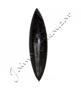 Ortosera Pulida - 14 x 4 cm - Desierto Sahara