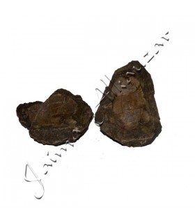 Trilobiten - natürliche Fossil - Rough - Original Stein - 13 cm