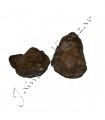 Trilobiten - natürliche Fossil - Rough - Original Stein - 13 cm