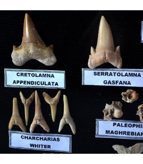 Sammlung Fossilien - 45 Millionen Jahre - Glas Vitrine - neue