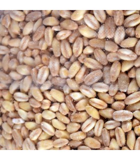 Weizen - ideale Blakiyat - MEMISLER-Gruppe - 900 g
