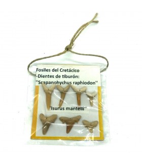 Coleção 7 Dentes de Tubarão - Bolha 7x7 xm