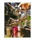 Sucre Alpaca - gravure - 3 tailles - arabe design