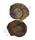 Ammonite Fossil - 4.5 cm - Sahara Desert - NEW