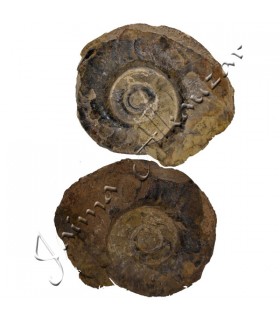 Ammonitenfossil - 4,5 cm - Sahara-Wüste - NEU