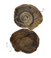 Amonite Fósil - 4.5 cm - Desierto del Sáhara - NOVEDAD