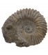 Amonite Fósil Anmonidea - 14 cm - Procedente Marruecos