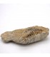 Trilobite - Fossile Naturel - Brut - Pierre Originale - 10 cm