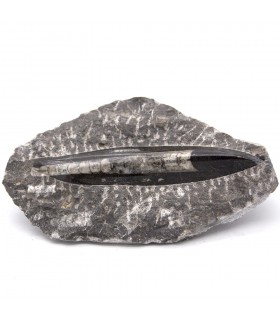 Original Fossil Ortosera - Poliertes Modell - Sahara-Wüste