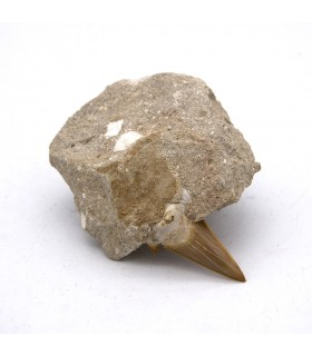 Dente de tubarão fossilizado - deserto do Saara