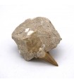 Fossilized Shark Tooth - Sahara Desert - 450 million years