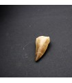 Fossilized Shark Tooth - Sahara Desert - Single Tooth - 450 million years old