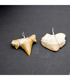 Versteinerter Haifischzahn - hängender Ständer - Sahara-Wüste - 450 Millionen Jahre