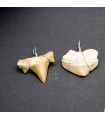 Dent de requin fossilisée - équerre de suspension - Désert du Sahara - 450 millions d'années